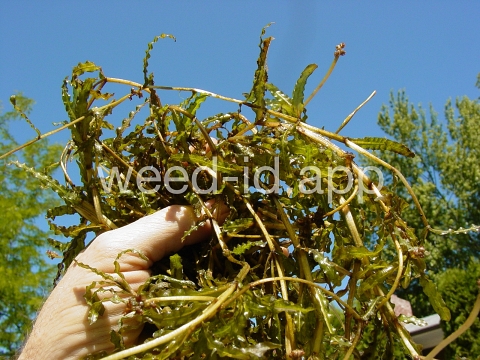 pondweed, curlyleaf